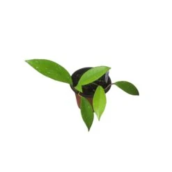 Hoya Publicalyx Speckled - 4" Live Plant - Potted Wax Plant - Rare Plants - FREE SHIPPING -Cheap Plantly Store PhotoRoom 20231121 093908 13