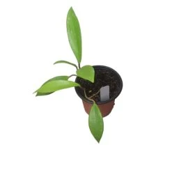 Hoya Publicalyx Speckled - 4" Live Plant - Potted Wax Plant - Rare Plants - FREE SHIPPING -Cheap Plantly Store PhotoRoom 20231121 093908 14