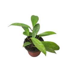 Hoya Publicalyx Speckled - 4" Live Plant - Potted Wax Plant - Rare Plants - FREE SHIPPING -Cheap Plantly Store PhotoRoom 20231121 093908 8