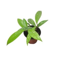 Hoya Publicalyx Speckled - 4" Live Plant - Potted Wax Plant - Rare Plants - FREE SHIPPING -Cheap Plantly Store PhotoRoom 20231121 093908 9