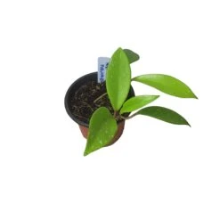 Hoya Publicalyx Speckled - 4" Live Plant - Potted Wax Plant - Rare Plants - FREE SHIPPING -Cheap Plantly Store PhotoRoom 20231121 093909 15