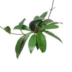 Hoya Publicalyx Speckled - 4" Live Plant - Potted Wax Plant - Rare Plants - FREE SHIPPING -Cheap Plantly Store PhotoRoom 20231121 093909 16