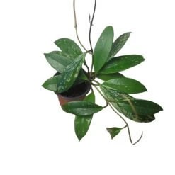 Hoya Publicalyx Speckled - 4" Live Plant - Potted Wax Plant - Rare Plants - FREE SHIPPING -Cheap Plantly Store PhotoRoom 20231121 093909 17