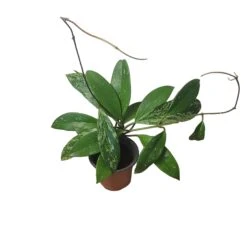 Hoya Publicalyx Speckled - 4" Live Plant - Potted Wax Plant - Rare Plants - FREE SHIPPING -Cheap Plantly Store PhotoRoom 20231121 093909 18 1