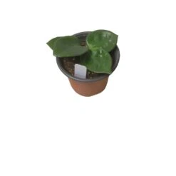 Hoya Chelsea - LIVE 4" Potted Plant - Wax Plant - Rare Plants - FREE SHIPPING -Cheap Plantly Store PhotoRoom 20231121 093909 19