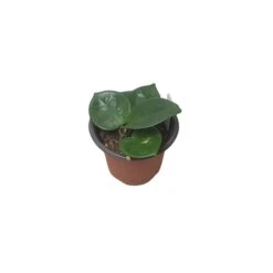 Hoya Chelsea - LIVE 4" Potted Plant - Wax Plant - Rare Plants - FREE SHIPPING -Cheap Plantly Store PhotoRoom 20231121 093909 20