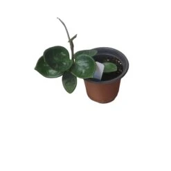 Hoya Chelsea - LIVE 4" Potted Plant - Wax Plant - Rare Plants - FREE SHIPPING -Cheap Plantly Store PhotoRoom 20231121 093909 22