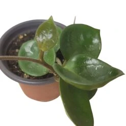 Hoya Chelsea - LIVE 4" Potted Plant - Wax Plant - Rare Plants - FREE SHIPPING -Cheap Plantly Store PhotoRoom 20231121 093909 23