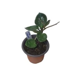 Hoya Chelsea - LIVE 4" Potted Plant - Wax Plant - Rare Plants - FREE SHIPPING -Cheap Plantly Store PhotoRoom 20231121 093910 24 1