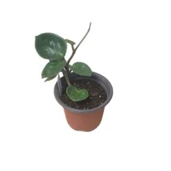 Hoya Chelsea - LIVE 4" Potted Plant - Wax Plant - Rare Plants - FREE SHIPPING -Cheap Plantly Store PhotoRoom 20231121 093910 25