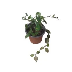 Hoya Krohniana Black - LIVE 4" Potted Plant - Wax Plant - Rare Plants - FREE SHIPPING 11 Hoya Krohniana Black - LIVE 4" Potted Plant - Wax Plant - Rare Plants - FREE SHIPPING -Cheap Plantly Store PhotoRoom 20231121 093910 26