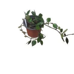 Hoya Krohniana Black - LIVE 4" Potted Plant - Wax Plant - Rare Plants - FREE SHIPPING 10 Hoya Krohniana Black - LIVE 4" Potted Plant - Wax Plant - Rare Plants - FREE SHIPPING -Cheap Plantly Store PhotoRoom 20231121 093910 27