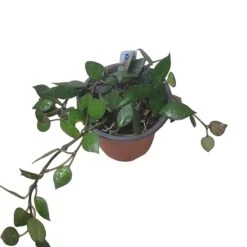 Hoya Krohniana Black - LIVE 4" Potted Plant - Wax Plant - Rare Plants - FREE SHIPPING 9 Hoya Krohniana Black - LIVE 4" Potted Plant - Wax Plant - Rare Plants - FREE SHIPPING -Cheap Plantly Store PhotoRoom 20231121 093910 28