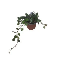 Hoya Krohniana Black - LIVE 4" Potted Plant - Wax Plant - Rare Plants - FREE SHIPPING 8 Hoya Krohniana Black - LIVE 4" Potted Plant - Wax Plant - Rare Plants - FREE SHIPPING -Cheap Plantly Store PhotoRoom 20231121 093910 29 1