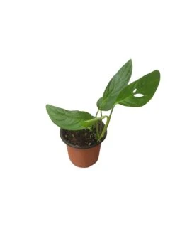 Monstera Adansonii Hanging Variety - 4" Or 6" LIVE Potted Plant - FREE SHIPPING -Cheap Plantly Store PhotoRoom 20231121 093911 46