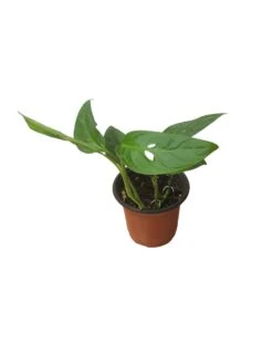 Monstera Adansonii Hanging Variety - 4" Or 6" LIVE Potted Plant - FREE SHIPPING -Cheap Plantly Store PhotoRoom 20231121 093911 47