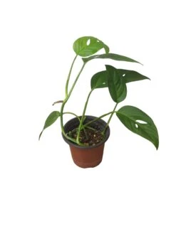 Monstera Adansonii Hanging Variety - 4" Or 6" LIVE Potted Plant - FREE SHIPPING -Cheap Plantly Store PhotoRoom 20231121 093911 49