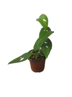 Monstera Adansonii Hanging Variety - 4" Or 6" LIVE Potted Plant - FREE SHIPPING -Cheap Plantly Store PhotoRoom 20231121 093911 50