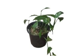 Monstera Adansonii Hanging Variety - 4" Or 6" LIVE Potted Plant - FREE SHIPPING -Cheap Plantly Store PhotoRoom 20231121 101856 20