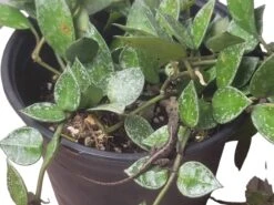 Hoya - Krohniana Silver Splash - 6" LIVE Potted Plant - Wax Plant - FREE SHIPPING -Cheap Plantly Store PhotoRoom 20231121 101859 40