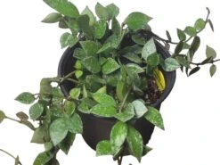 Hoya - Krohniana Silver Splash - 6" LIVE Potted Plant - Wax Plant - FREE SHIPPING -Cheap Plantly Store PhotoRoom 20231121 101859 41