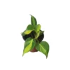 Philodendron Brasil - LIVE 4" Potted Plant - FREE SHIPPING -Cheap Plantly Store PhotoRoom 20231121 101900 51