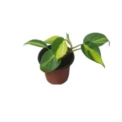 Philodendron Brasil - LIVE 4" Potted Plant - FREE SHIPPING -Cheap Plantly Store PhotoRoom 20231121 101900 52