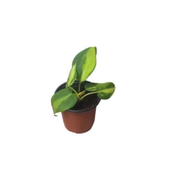 Philodendron Brasil - LIVE 4" Potted Plant - FREE SHIPPING -Cheap Plantly Store PhotoRoom 20231121 101900 54