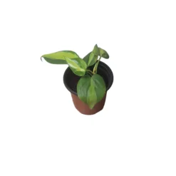 Philodendron Brasil - LIVE 4" Potted Plant - FREE SHIPPING -Cheap Plantly Store PhotoRoom 20231121 101901 55