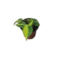 Philodendron Brasil - LIVE 4" Potted Plant - FREE SHIPPING -Cheap Plantly Store PhotoRoom 20231121 101901 56