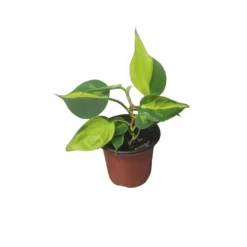 Philodendron Brasil - LIVE 4" Potted Plant - FREE SHIPPING -Cheap Plantly Store PhotoRoom 20231121 101901 57