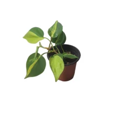 Philodendron Brasil - LIVE 4" Potted Plant - FREE SHIPPING -Cheap Plantly Store PhotoRoom 20231121 101901 58