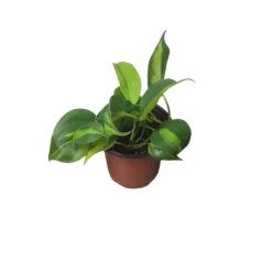 Philodendron Brasil - LIVE 4" Potted Plant - FREE SHIPPING -Cheap Plantly Store PhotoRoom 20231121 101901 59