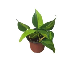 Philodendron Brasil - LIVE 4" Potted Plant - FREE SHIPPING -Cheap Plantly Store PhotoRoom 20231121 101901 60