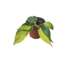 Philodendron Brasil - LIVE 4" Potted Plant - FREE SHIPPING -Cheap Plantly Store PhotoRoom 20231121 101901 61