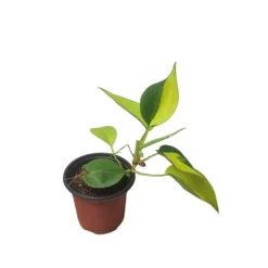 Philodendron Brasil - LIVE 4" Potted Plant - FREE SHIPPING -Cheap Plantly Store PhotoRoom 20231121 101901 62