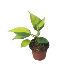 Philodendron Brasil - LIVE 4" Potted Plant - FREE SHIPPING -Cheap Plantly Store PhotoRoom 20231121 101901 63