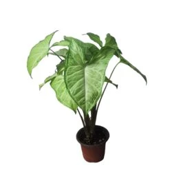 Syngonium White Butterfly - LIVE 4" Or 6" Potted Plant - Syngonium Podophyllum - FREE SHIPPING -Cheap Plantly Store PhotoRoom 20231121 101902 69