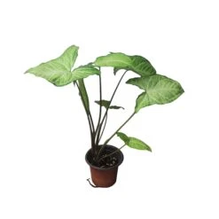 Syngonium White Butterfly - LIVE 4" Or 6" Potted Plant - Syngonium Podophyllum - FREE SHIPPING -Cheap Plantly Store PhotoRoom 20231121 101902 72