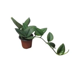 Scindapsus Sterling Silver - Moonlight Scindapsus Treubii - LIVE 4" Potted Plant - FREE SHIPPING 20 Scindapsus Sterling Silver - Moonlight Scindapsus Treubii - LIVE 4" Potted Plant - FREE SHIPPING -Cheap Plantly Store PhotoRoom 20231121 101902 78