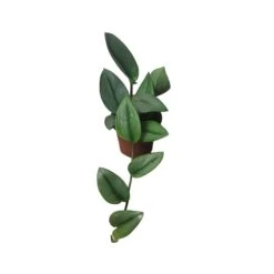 Scindapsus Sterling Silver - Moonlight Scindapsus Treubii - LIVE 4" Potted Plant - FREE SHIPPING 21 Scindapsus Sterling Silver - Moonlight Scindapsus Treubii - LIVE 4" Potted Plant - FREE SHIPPING -Cheap Plantly Store PhotoRoom 20231121 101903 79