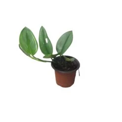 Scindapsus Sterling Silver - Moonlight Scindapsus Treubii - LIVE 4" Potted Plant - FREE SHIPPING 22 Scindapsus Sterling Silver - Moonlight Scindapsus Treubii - LIVE 4" Potted Plant - FREE SHIPPING -Cheap Plantly Store PhotoRoom 20231121 101903 80