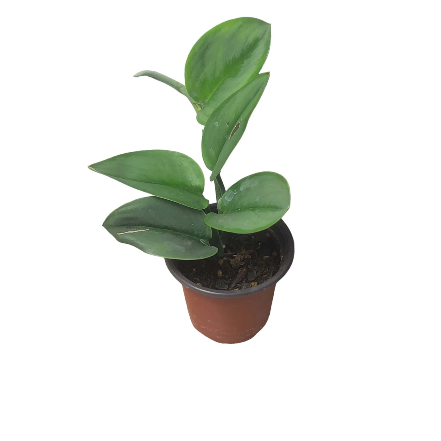 Scindapsus Sterling Silver - Moonlight Scindapsus Treubii - LIVE 4" Potted Plant - FREE SHIPPING 8 Scindapsus Sterling Silver - Moonlight Scindapsus Treubii - LIVE 4" Potted Plant - FREE SHIPPING - Image 6