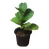 6" Fiddle-Leaf Fig - Bambino - LIVE Potted Plant - FREE SHIPPING