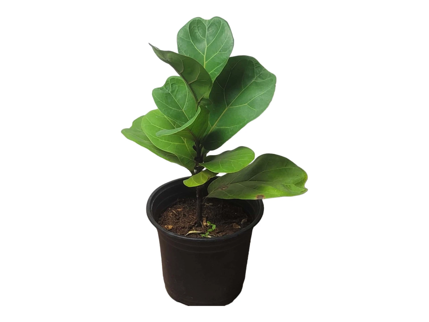 6" Fiddle-Leaf Fig - Bambino - LIVE Potted Plant - FREE SHIPPING 3 6" Fiddle-Leaf Fig - Bambino - LIVE Potted Plant - FREE SHIPPING