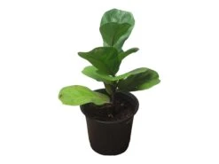 6" Fiddle-Leaf Fig - Bambino - LIVE Potted Plant - FREE SHIPPING 33 6" Fiddle-Leaf Fig - Bambino - LIVE Potted Plant - FREE SHIPPING -Cheap Plantly Store PhotoRoom 20231121 102820 3