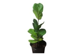 6" Fiddle-Leaf Fig - Bambino - LIVE Potted Plant - FREE SHIPPING 34 6" Fiddle-Leaf Fig - Bambino - LIVE Potted Plant - FREE SHIPPING -Cheap Plantly Store PhotoRoom 20231121 102820 4