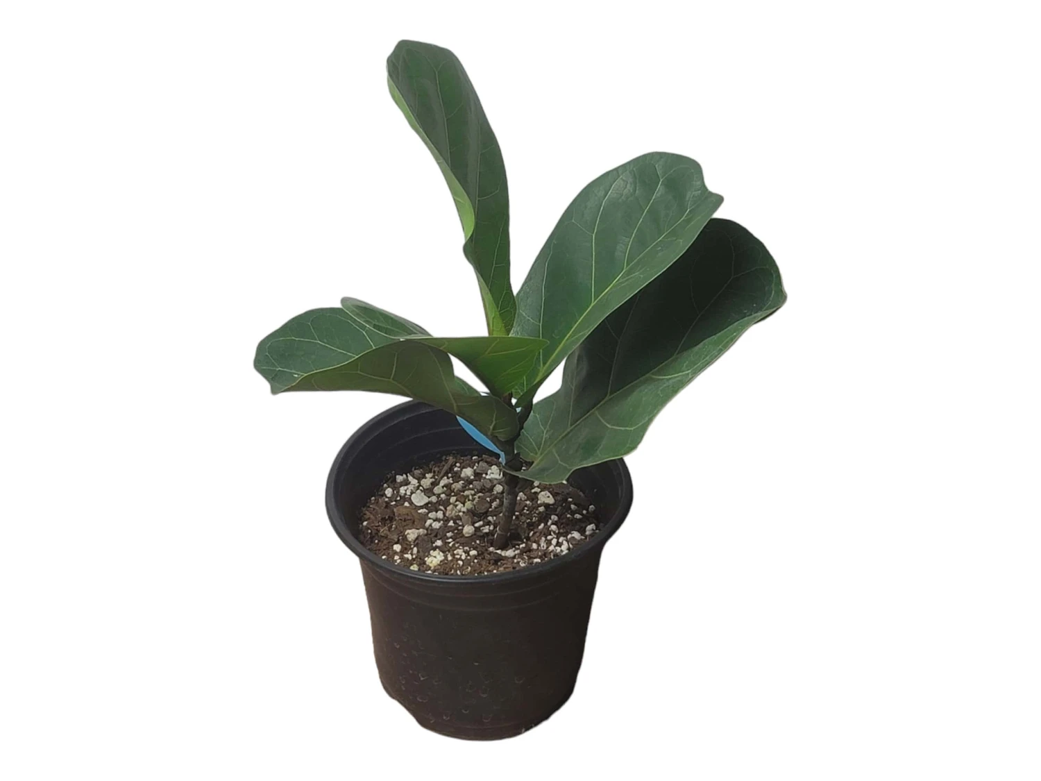 6" Fiddle-Leaf Fig - Bambino - LIVE Potted Plant - FREE SHIPPING 20 6" Fiddle-Leaf Fig - Bambino - LIVE Potted Plant - FREE SHIPPING - Image 18