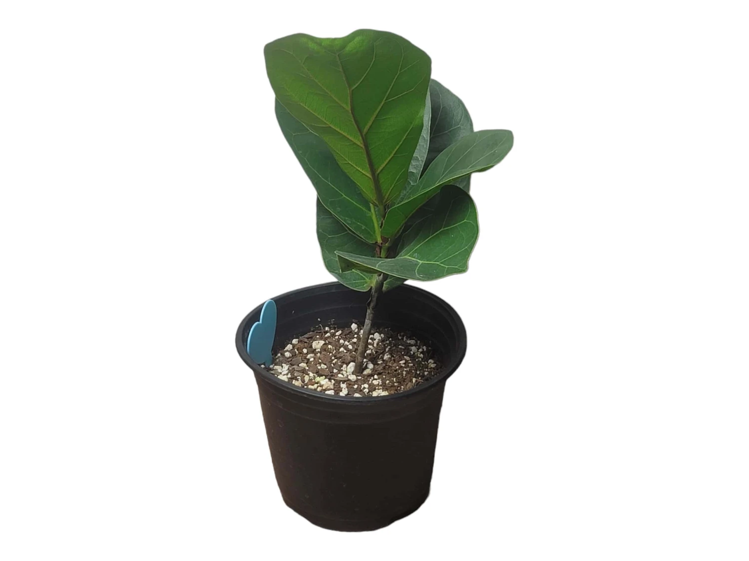 6" Fiddle-Leaf Fig - Bambino - LIVE Potted Plant - FREE SHIPPING 19 6" Fiddle-Leaf Fig - Bambino - LIVE Potted Plant - FREE SHIPPING - Image 17