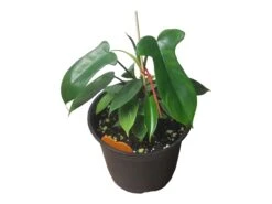 Philodendron Florida - LIVE 4" Or 6" Potted Plant - FREE SHIPPING -Cheap Plantly Store PhotoRoom 20231121 102822 13